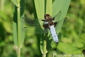 Libellula fulva